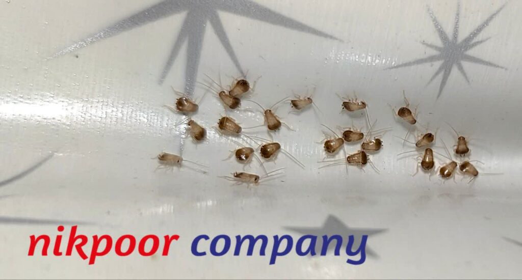 سمپاشی سوسک ریز