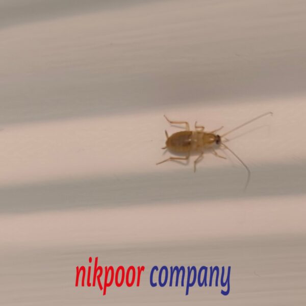 سمپاشی سوسک ریز کابینت در کرج (2)