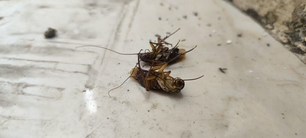 سمپاشی سوسک تضمینی در کرج و تهران