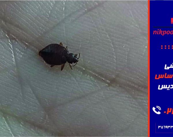 سمپاشی سوسک و ساس منازل فردیس