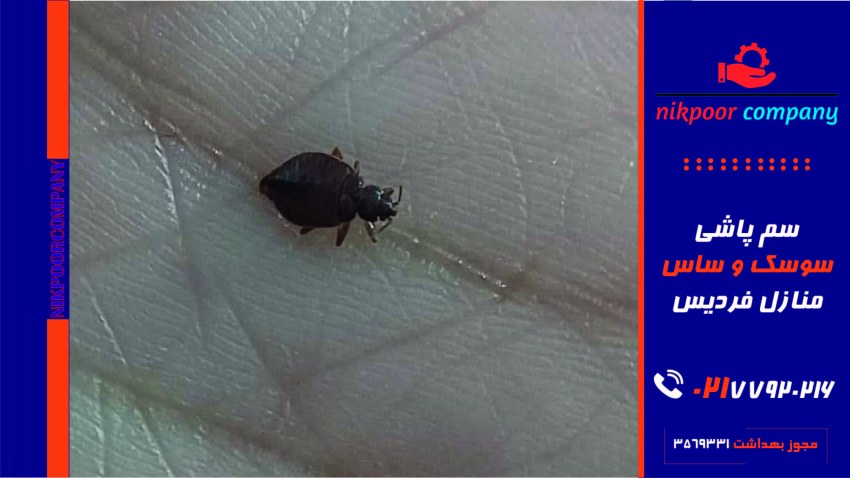 سمپاشی سوسک و ساس منازل فردیس