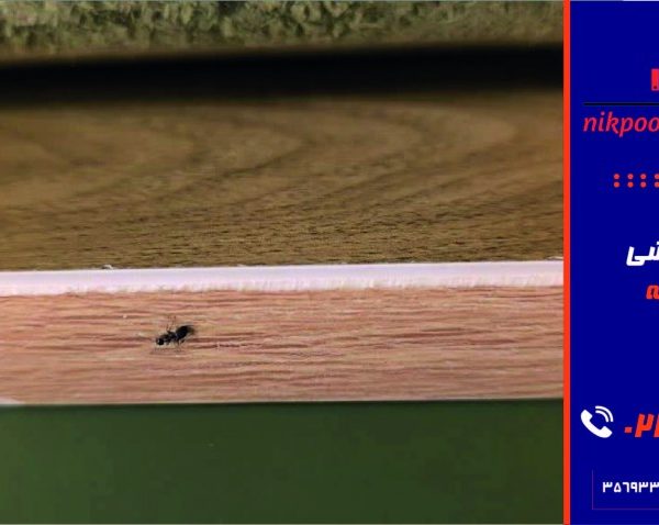 سمپاشی مورچه