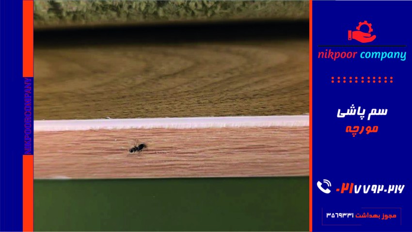 سمپاشی مورچه