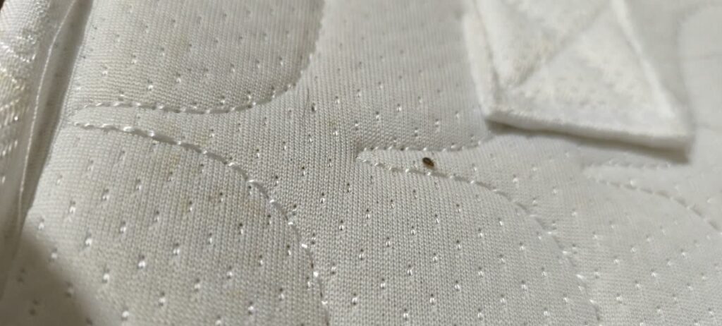 سمپاشی ساس در کرج