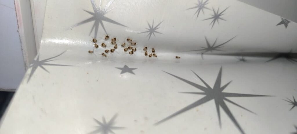 سمپاشی سوسک ریز در کرج