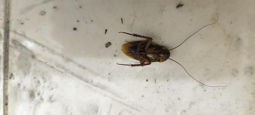 سمپاشی سوسک فاضلاب در کرج