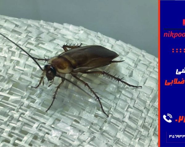 سمپاشی سوسک فاضلابی