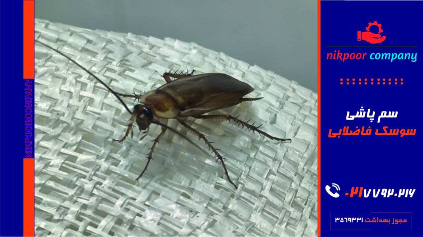 سمپاشی سوسک فاضلابی