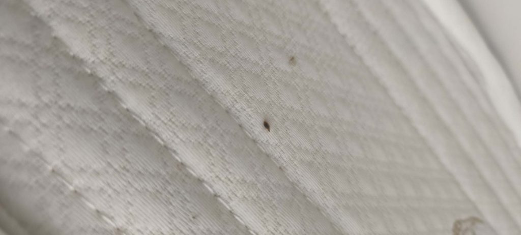 ساس از کجا میاد