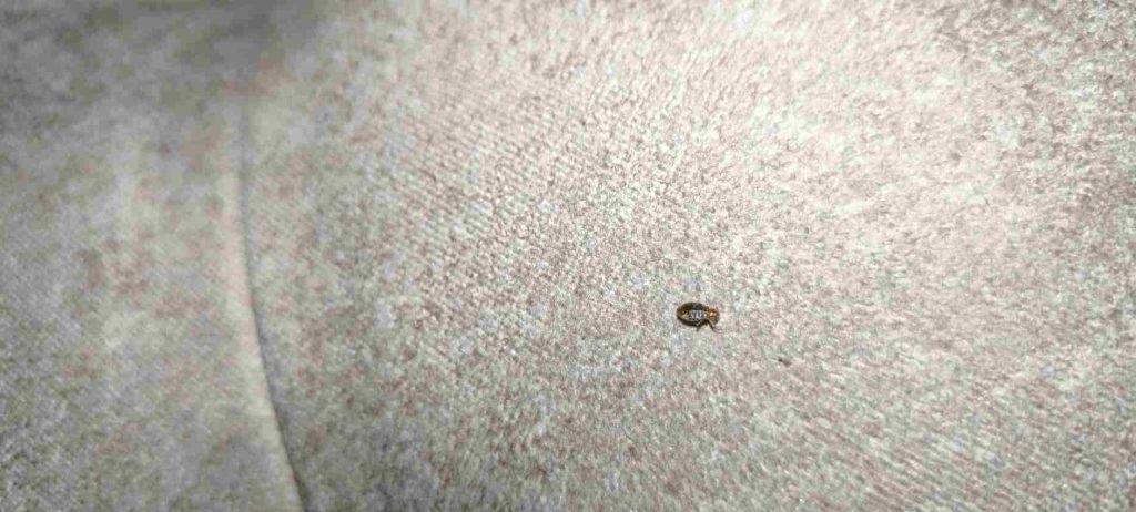 ساس تختخواب