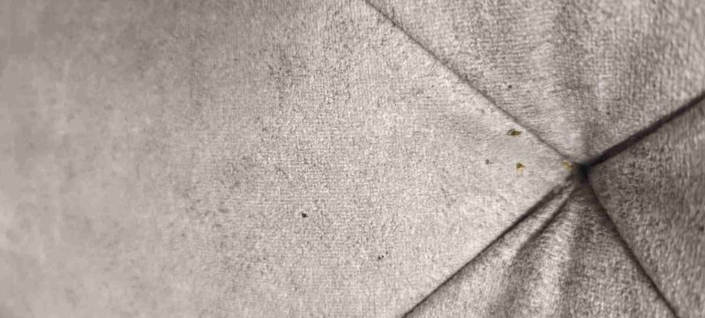 روش پیشگیری از ساس