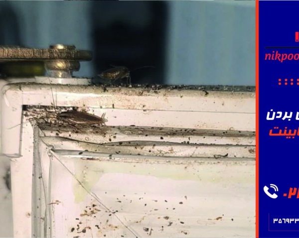 روش از بین بردن سوسک کابینت