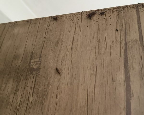 سوسک آلمانی