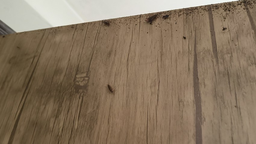 سوسک آلمانی