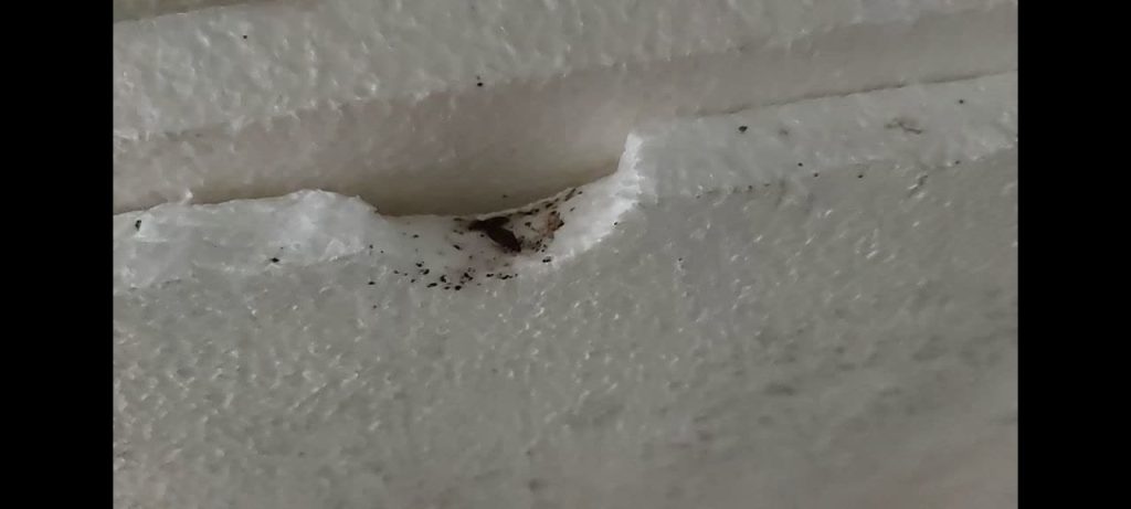 شرکت سمپاشی ساس