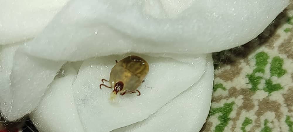 عکس کنه کبوتری