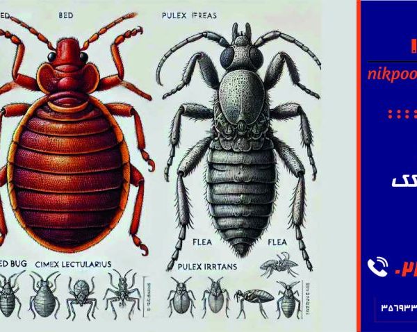 فرق ساس و کک