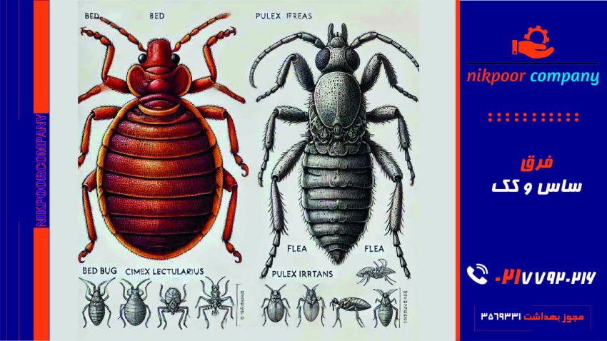 فرق ساس و کک