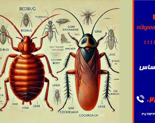 فرق سوسک با ساس