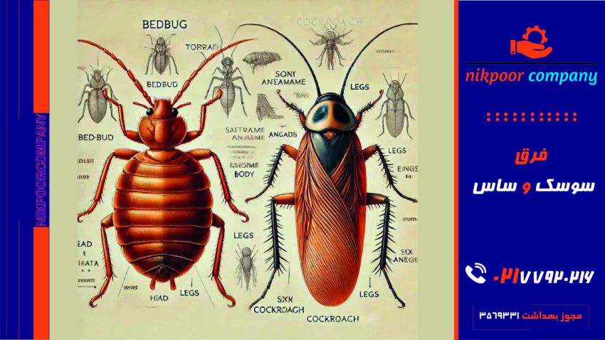 فرق سوسک با ساس