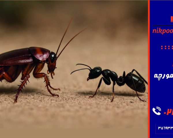 فرق سوسک و مورچه