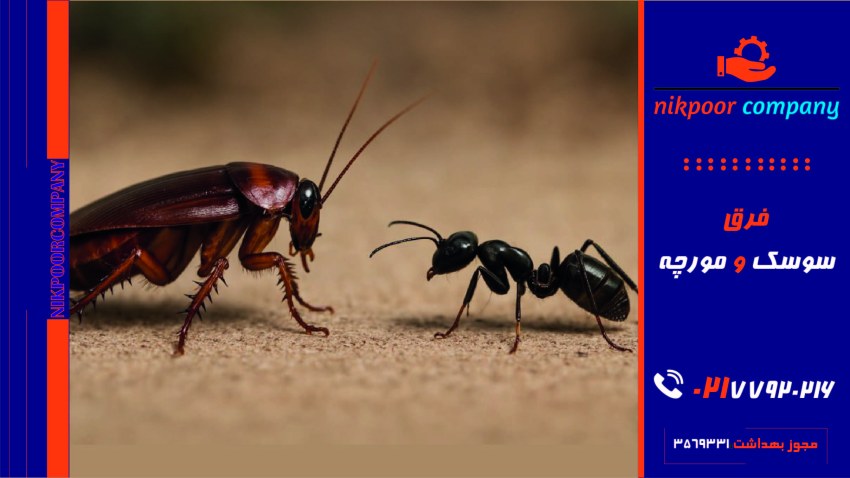 فرق سوسک و مورچه