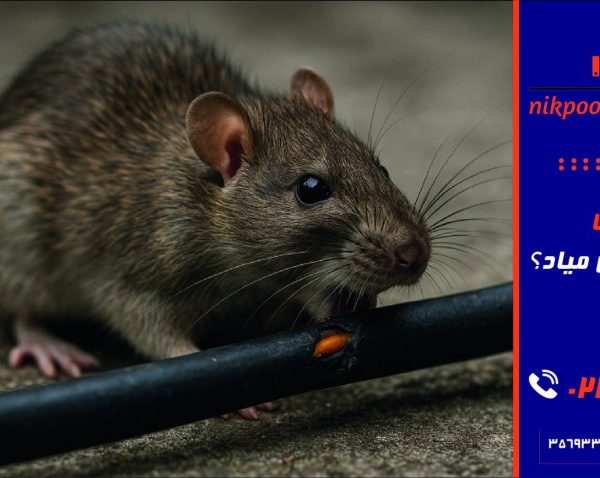 موش از چی بدش میاد