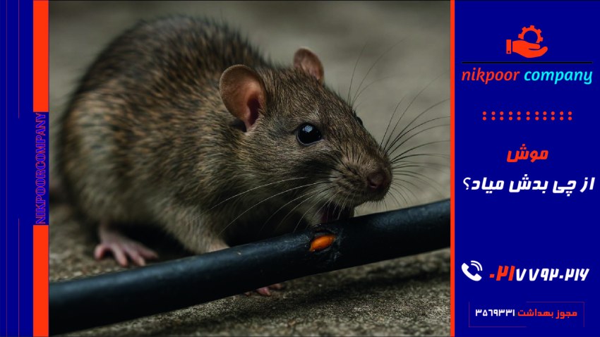 موش از چی بدش میاد