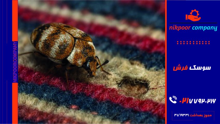 سوسک فرش