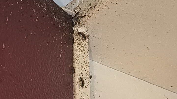 سوسک ریز سیاه کابینت