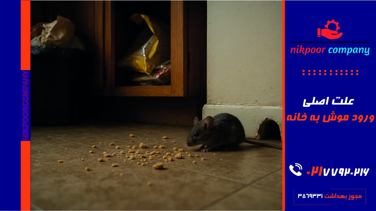 علت اصلی ورود موش به خانه