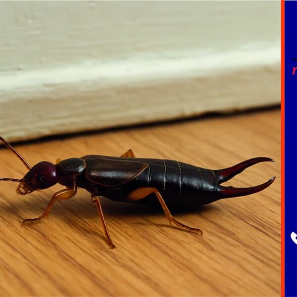 سمپاشی گوشخیزک