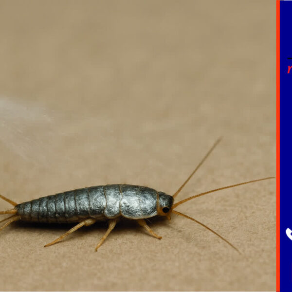 سمپاشی سیلور فیش