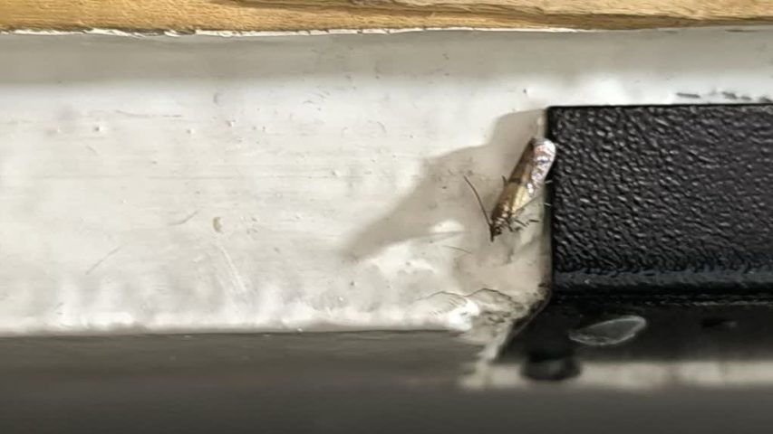 پروانه آجیل