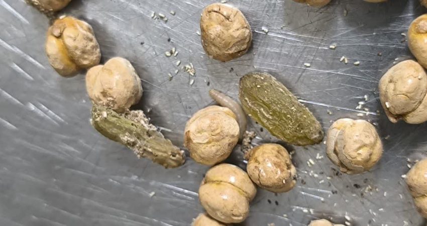 کرم آجیل و در نهایت پروانه آجیل