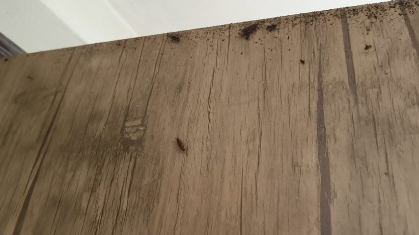 سوسک آلمانی