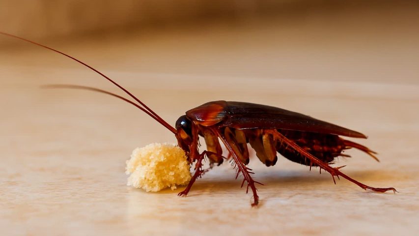 سوسک آمریکایی