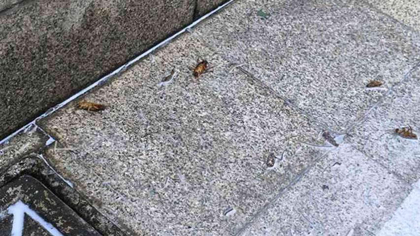 سوسک آمریکایی از کجا میاد ؟