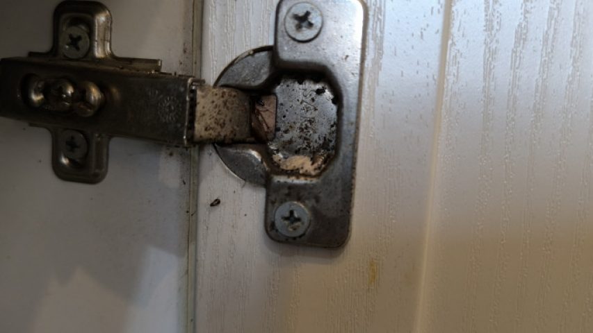 محل اختفای سوسک کابینت