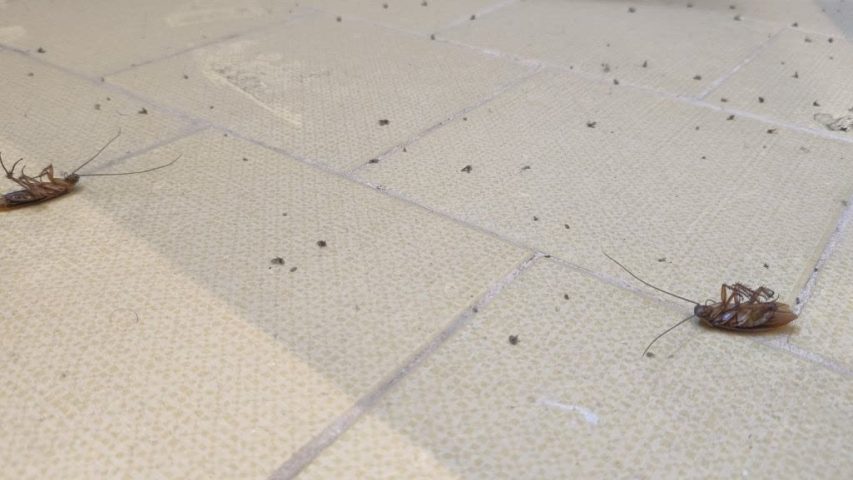 چگونه از شر سوسک ها خلاص شویم