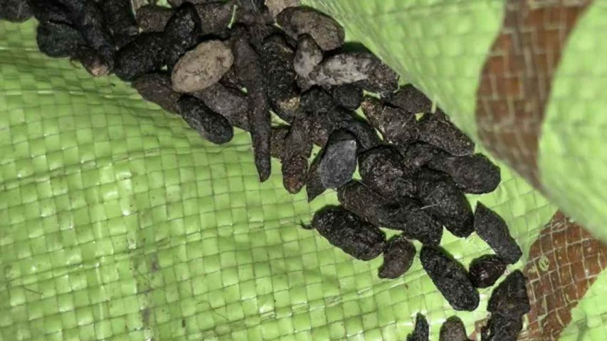 موش از چی بدش میاد