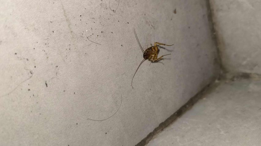 سوسک از چی بدش میاد