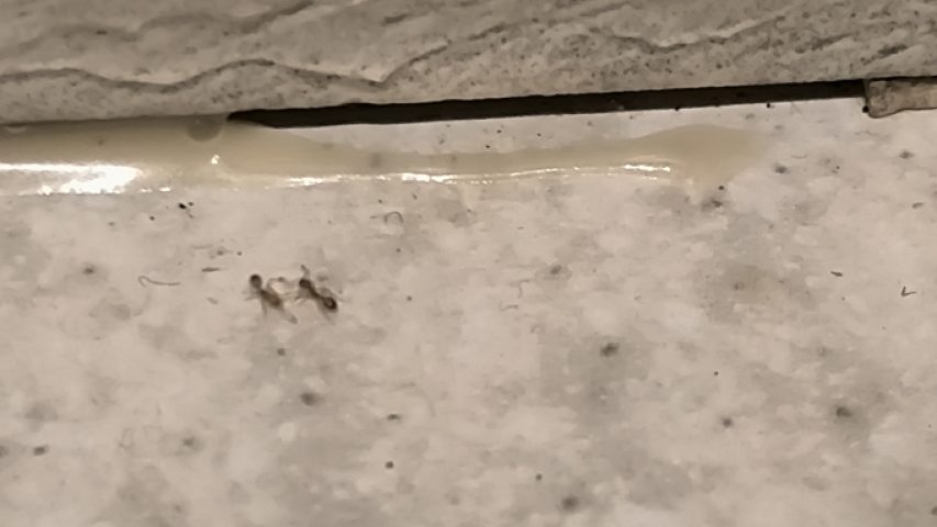 مورچه از چی بدش میاد