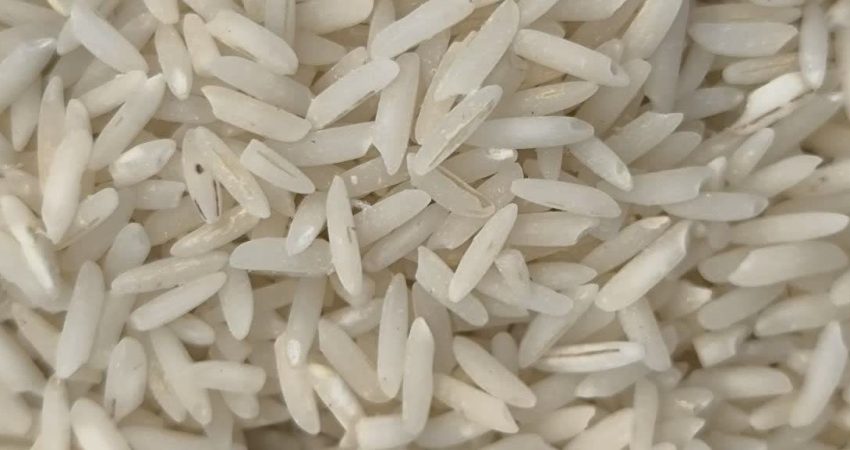 عکس برنج حشره زده