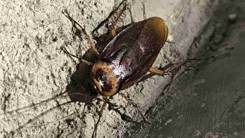 دلیل بوی بد سوسک چیست