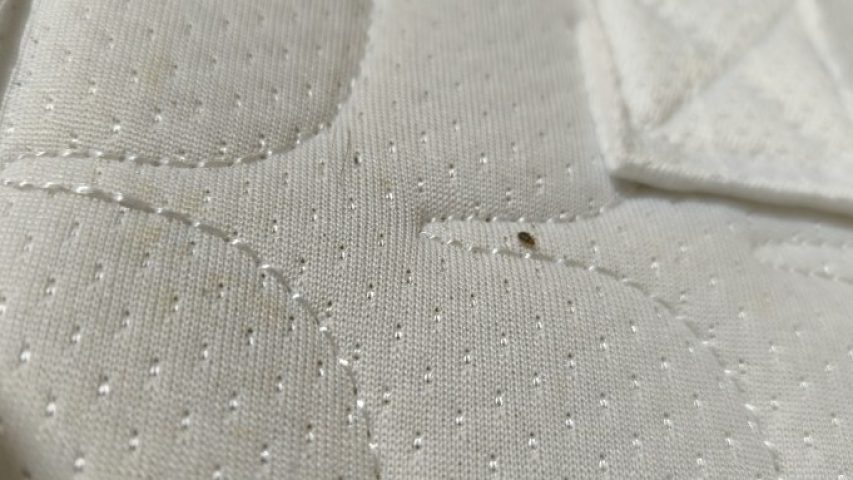 عکس بچه ساس