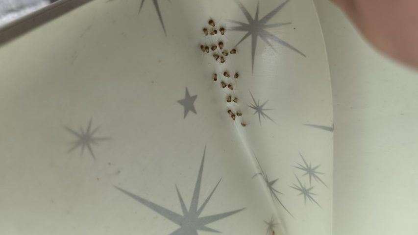 عکس بچه سوسک ریز