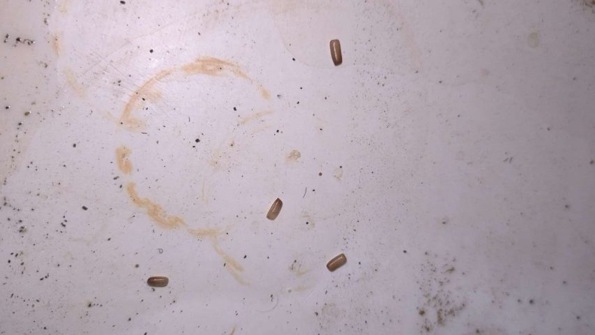 عکس تخم سوسک کابینتی