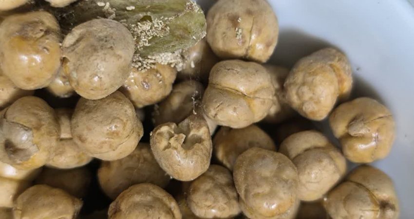 حبوبات حشره زده