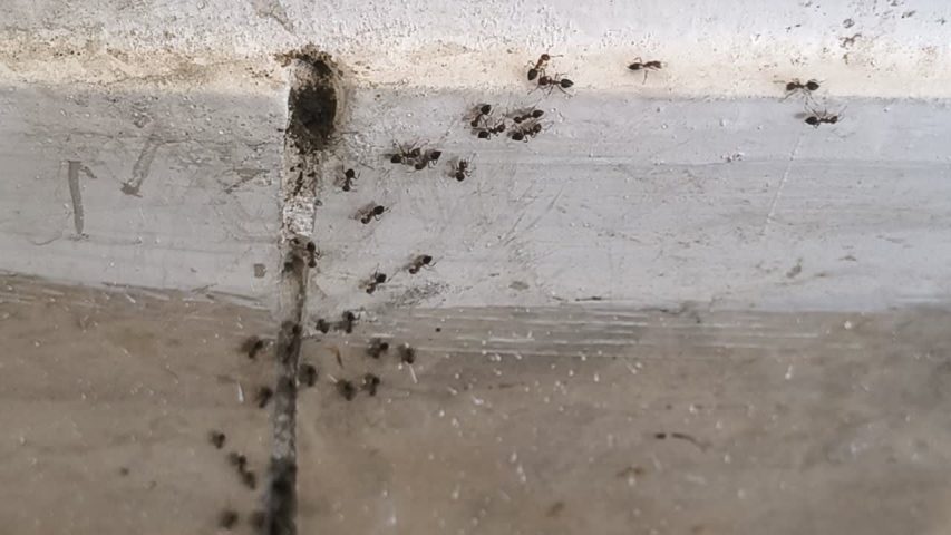 سمپاشی در تهران